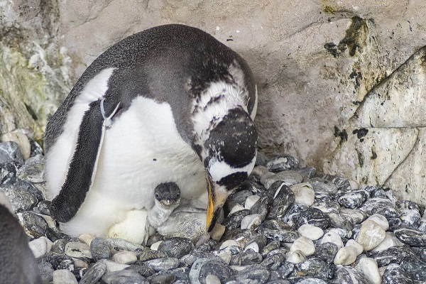 Pinguino papua nasce all'acquario di Genova